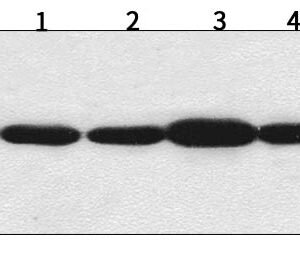 BCL-2 - Image 4