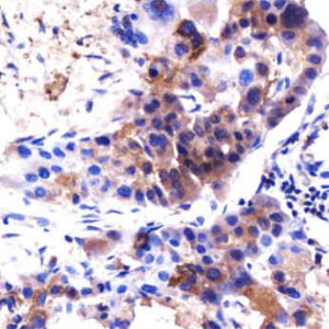 BCL-2 - Image 5